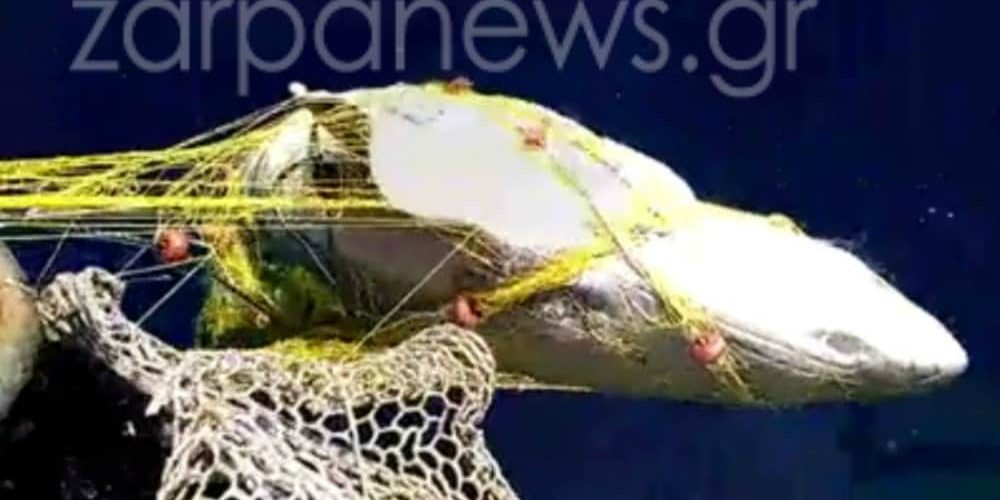 Χανιά: Απίστευτη ψαριά! Καρχαρίας 5 μέτρων στα δίχτυα του (Photos)