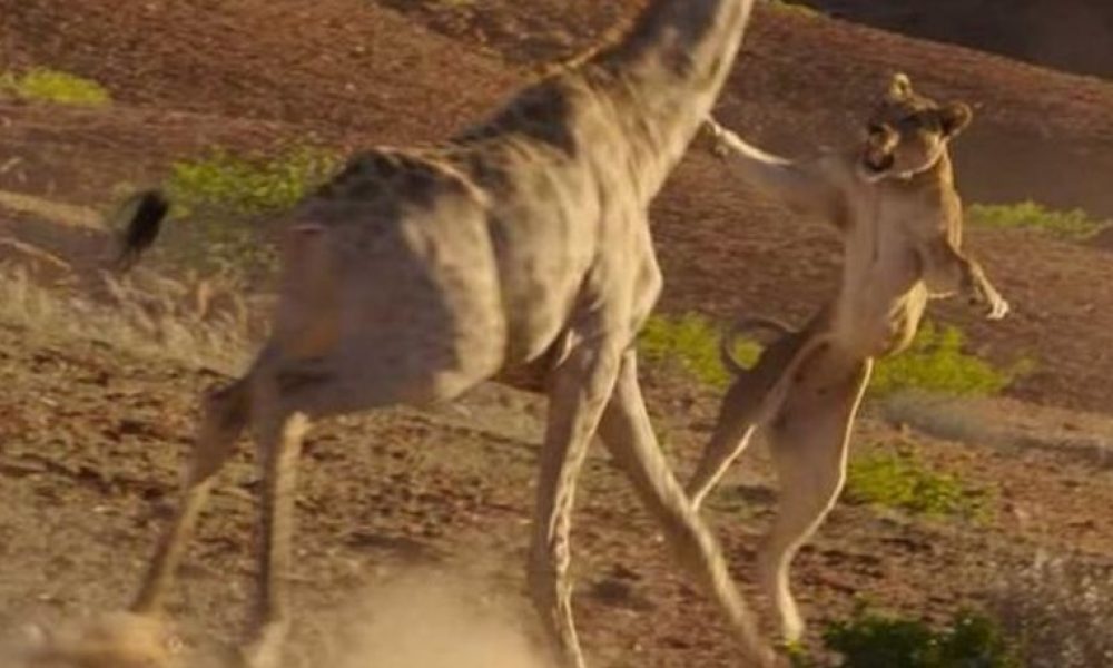 Καμηλοπάρδαλη εναντίον λέαινας: Μια ακόμη αναμέτρηση στο Planet Earth που...κόβει την ανάσα