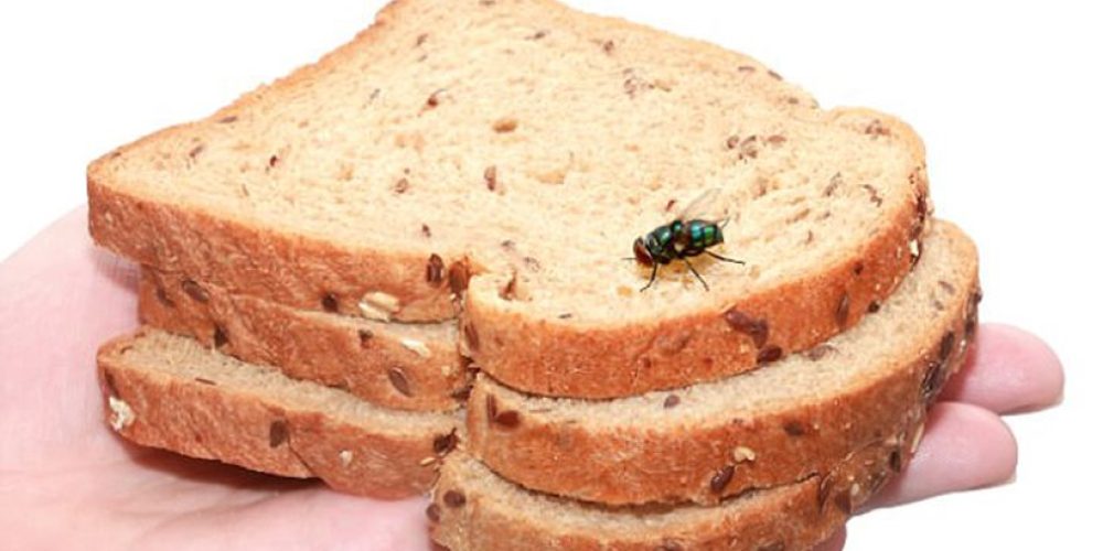 Προσοχή! Τι ακριβώς συμβαίνει όταν μία μύγα προσγειώνεται στο φαγητό μας;
