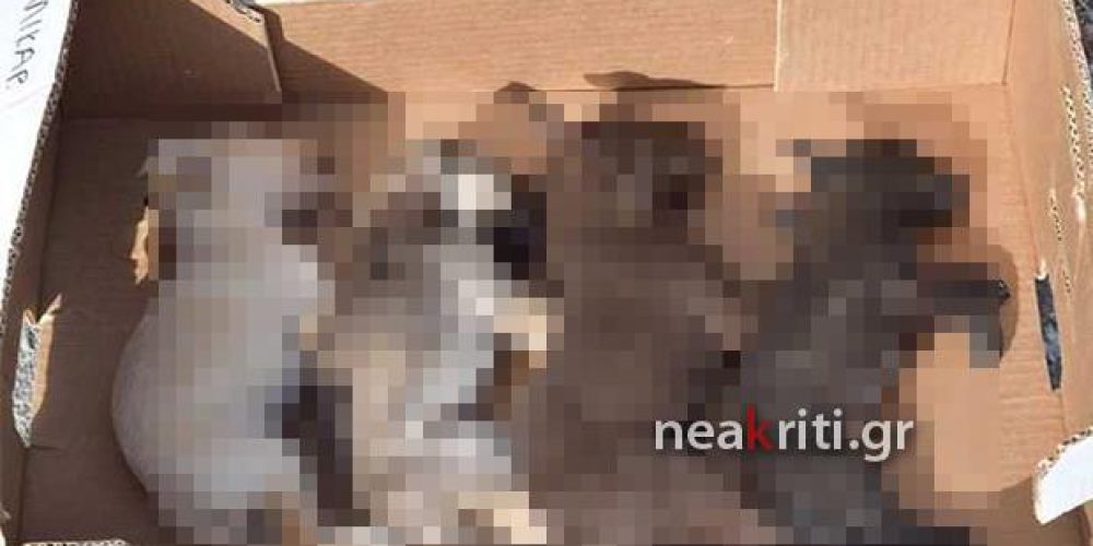 Απίστευτη κτηνωδία στην Κρήτη με νεκρά κουτάβια με πολτοποιημένα κεφάλια (video)