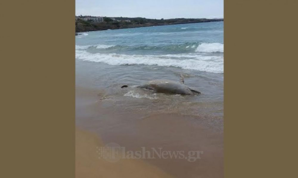 Είδαν νεκρό δελφίνι να ξεβράζεται σε παραλία των Χανίων (φωτο)