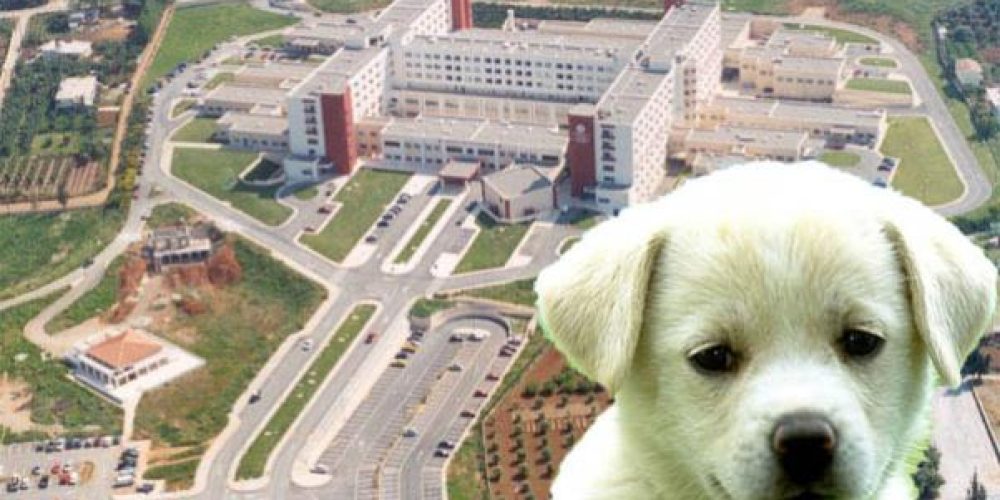 Χανιά: Το σκυλί μαρτύρησε αυτόν που το εγκατέλειψε