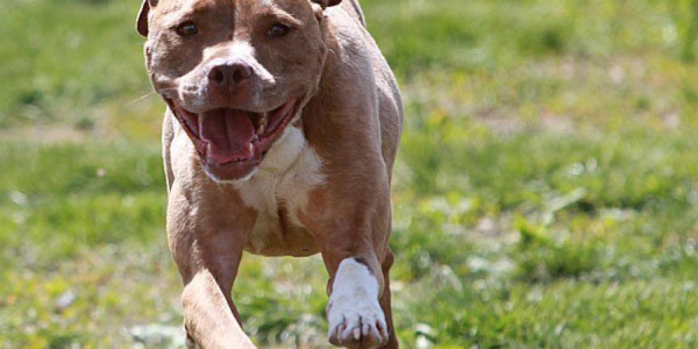 Κρήτη: Pit bull τραυμάτισε στο πρόσωπο διανομέα φυλλαδίων