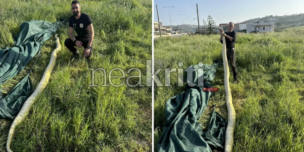 Κρήτη: Σοκ για δύο άνδρες – Βρήκαν γιγάντιο πύθωνα σε χωράφι (φωτο)