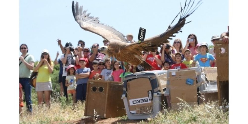 Δείτε φωτογραφίες: Απελευθέρωσαν άγρια πουλιά στην Κρήτη