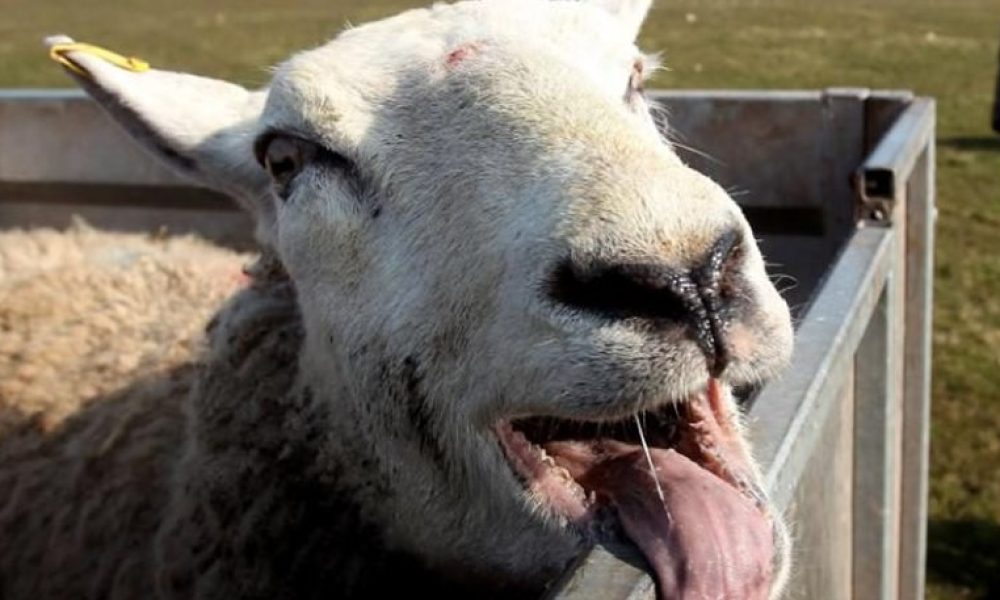 Τα πρόβατα βόσκησαν κάνναβη, την... «άκουσαν» και ξεσήκωσαν το χωριό