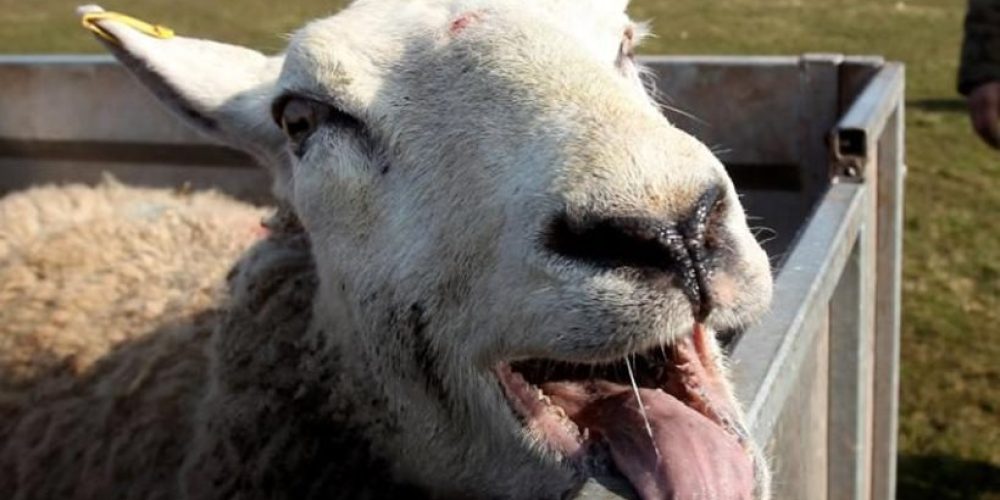 Τα πρόβατα βόσκησαν κάνναβη, την… «άκουσαν» και ξεσήκωσαν το χωριό