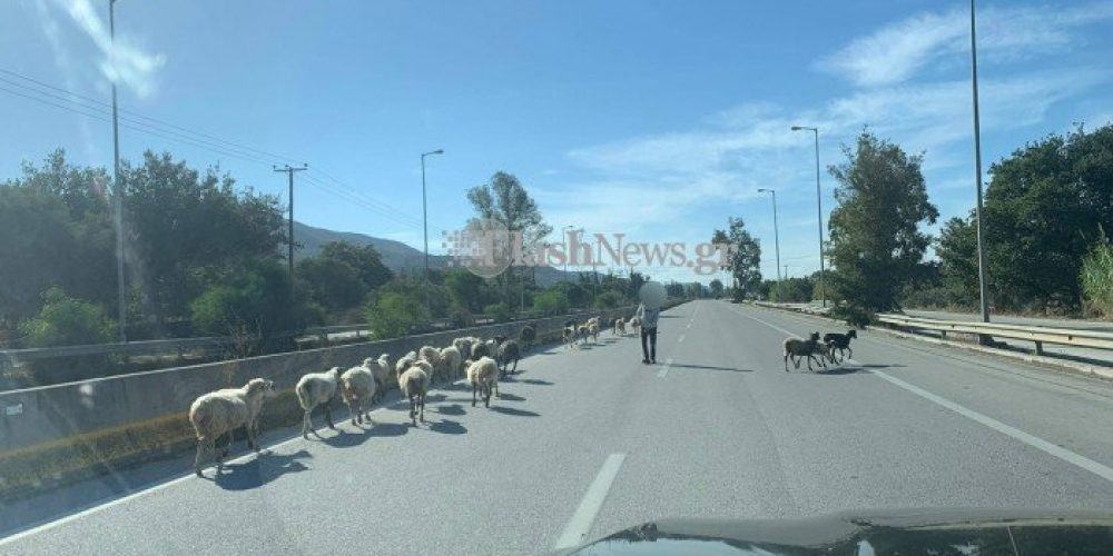 Χανιά: Πρόβατα μαζί με τον βοσκό κινούνται πάνω στην εθνική οδό! (φωτο)
