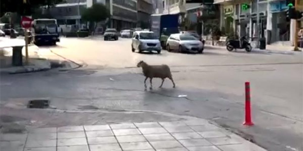 Πρόβατο κόβει βόλτες στο κέντρο των Χανίων (video)