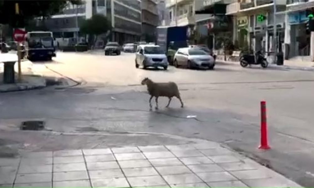 Πρόβατο κόβει βόλτες στο κέντρο των Χανίων (video)