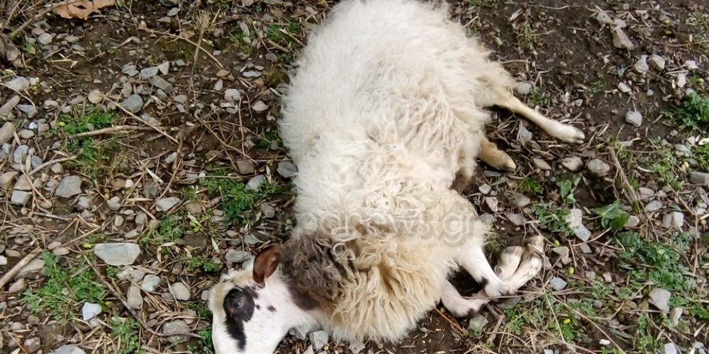 Κτηνωδία στα Χανιά: Κτηνοτρόφος βρήκε νεκρά πολλά ζώα του (φωτο)
