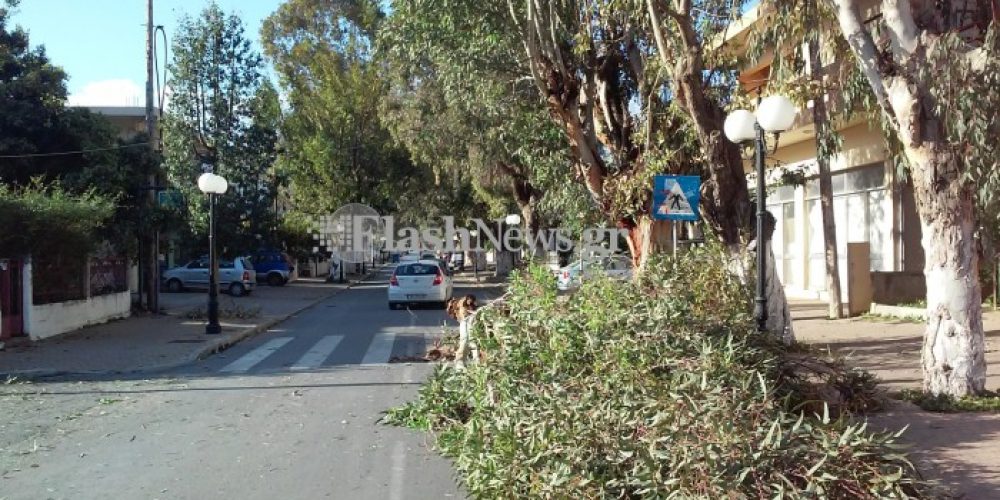 Παρολίγον νέα τραγωδία στα Χανιά – Δέντρο έπεσε στη Χρυσοπηγή δίπλα σε απορριμματοφόρο