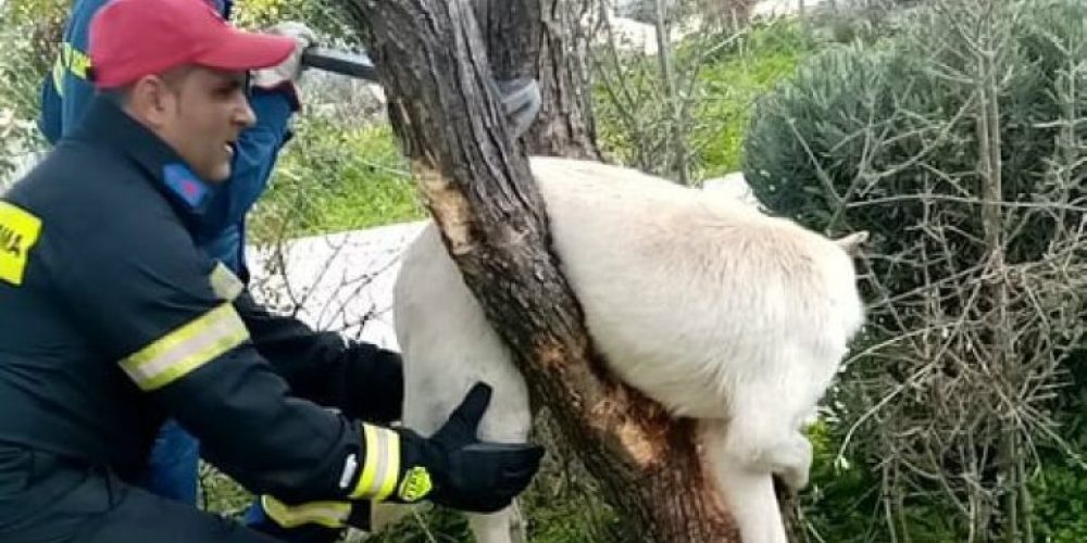 Κρήτη: Μικρά παιδιά έστειλαν φωτο του σκύλου για βοήθεια και η Πυροσβεστική τον έσωσε