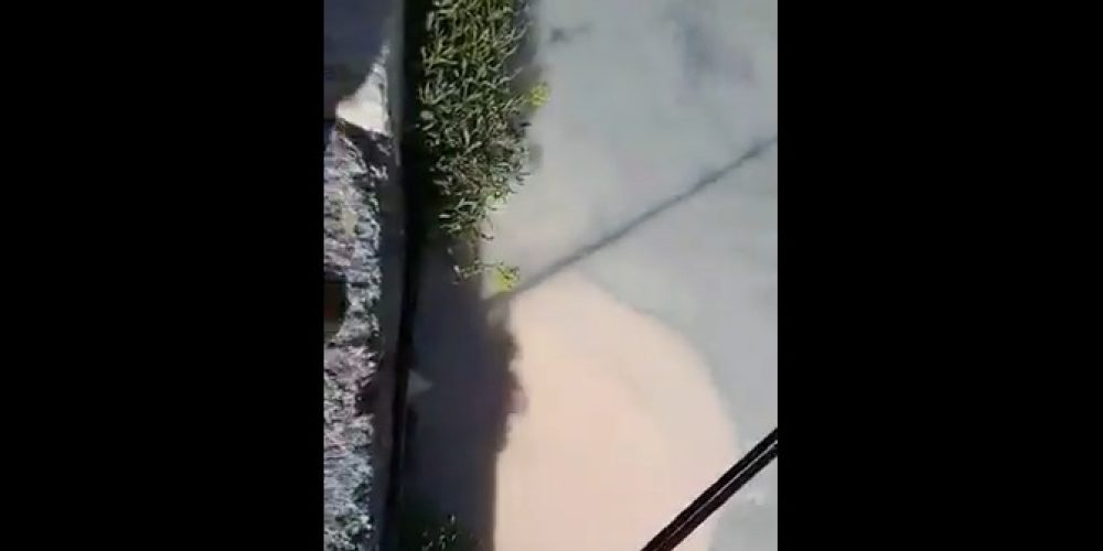 Εικόνες ρύπανσης στο Παλιό λιμάνι των Χανίων (βίντεο)