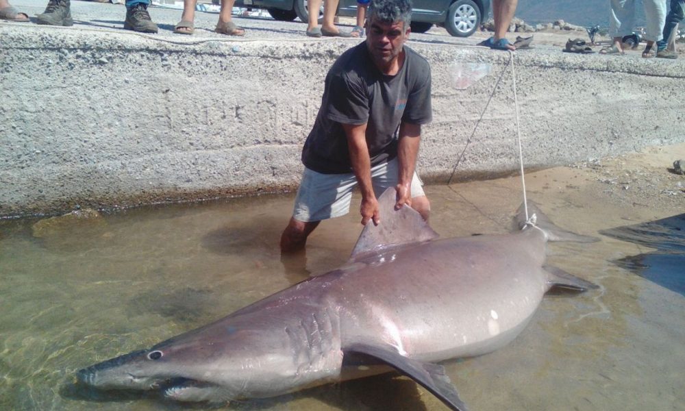 Χανιά: Έβγαλαν καρχαρία! Δείτε που τον ψάρεψαν (φωτο)