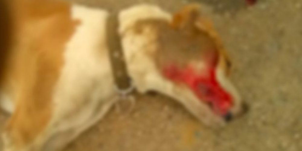 Χανιά: Βρήκε το σκύλο του νεκρό και ψάχνει στοιχεία (φωτο)