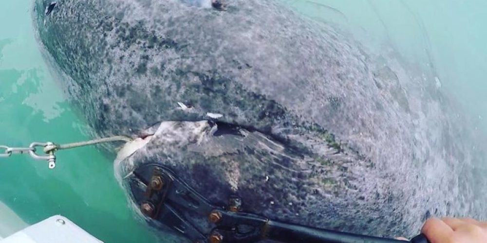 «Ψάρεψαν» καρχαρία 512 ετών – Το γηραιότερο εν ζωή πλάσμα στον κόσμο