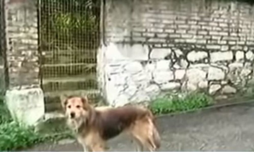 Έγκλημα στην Κέρκυρα: Ο σκύλος της 29χρονης οδήγησε τους αστυνομικούς στο σημείο που θάφτηκε
