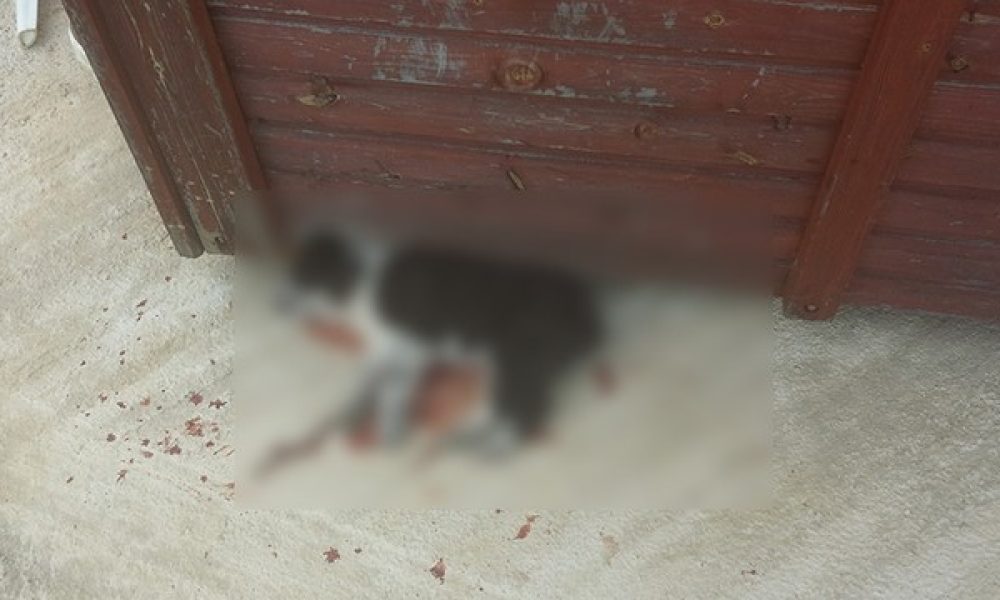 Έλεος με τους ανόητους - Σκότωσαν δύο σκυλιά στον Αποκόρωνα (φωτο)