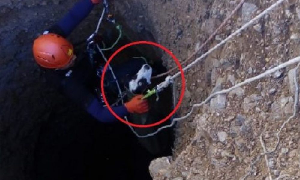 Χανιά: Διάσωση σκύλου από τρύπα 12 μέτρων! Που είναι γεμάτο επικίνδυνα πηγάδια; (video)