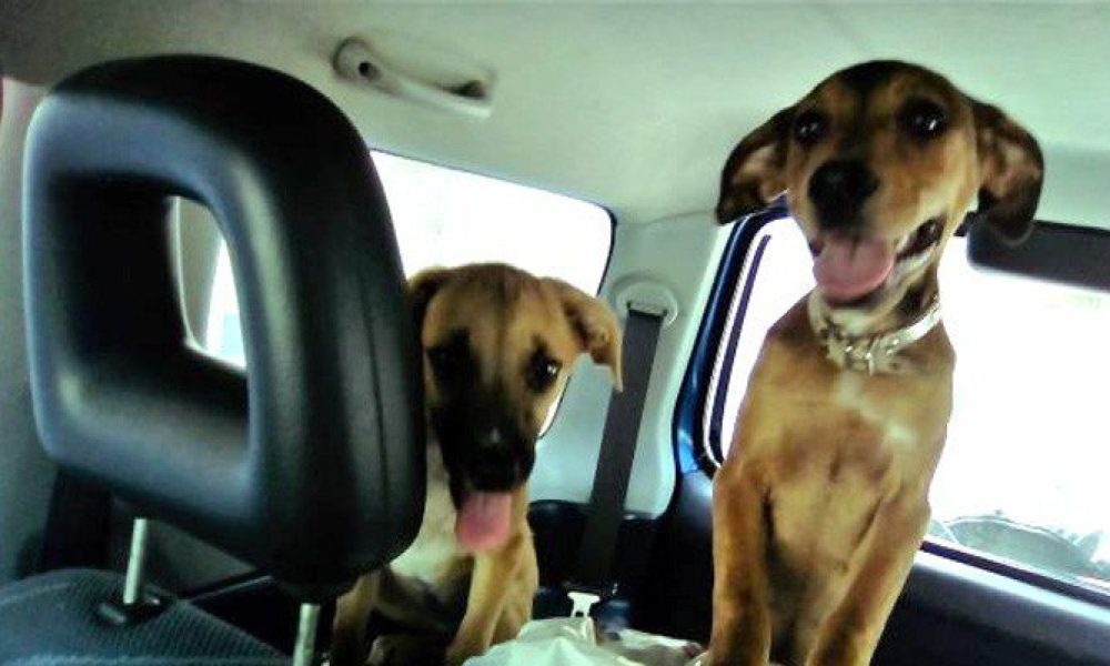 Αίσιο τέλος για τα πέντε «φυλακισμένα» σκυλάκια σε σπίτι στα Χανιά
