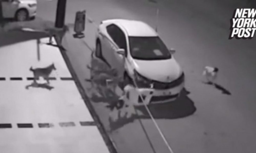 Κοπάδι άγριων σκύλων καταστρέφουν αυτοκίνητο - Απίστευτη εικόνα