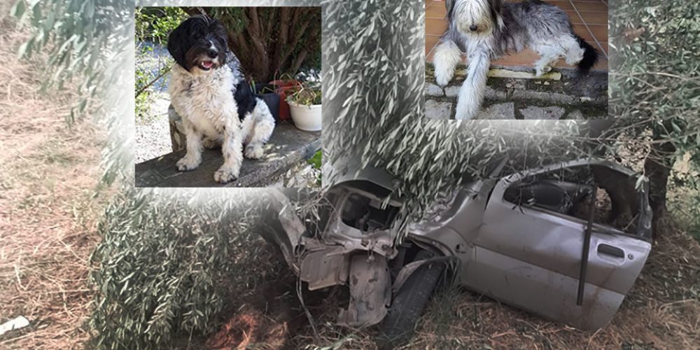 Χανιά: Στην Εντατική ο 60χρονος μετά το τροχαίο – Χάθηκαν τα σκυλιά του που ήταν μαζί (φωτο)
