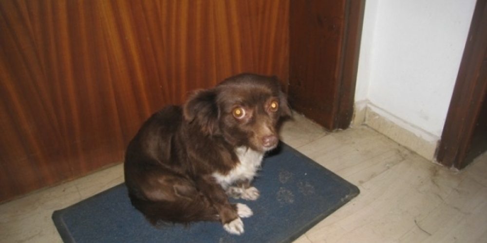 Χανιά: Βρήκε σπίτι η ηλικιωμένη σκυλίτσα Αηδιάζει ο ιδιοκτήτης που την εγκατέλειψε
