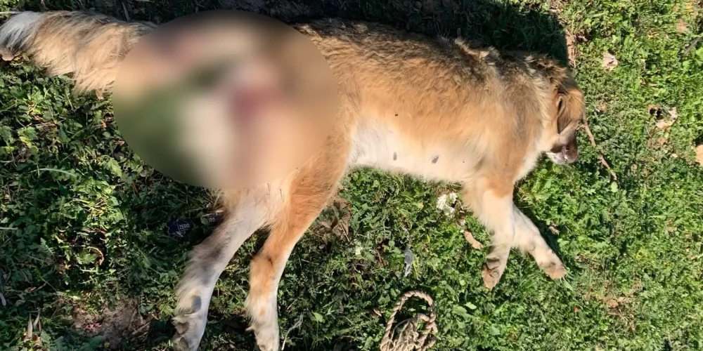 Χτύπησαν με αεροβόλο και «παλούκωσαν» σκυλίτσα – Νέα υπόθεση κακοποίησης και δολοφονίας ζώου (φωτο)
