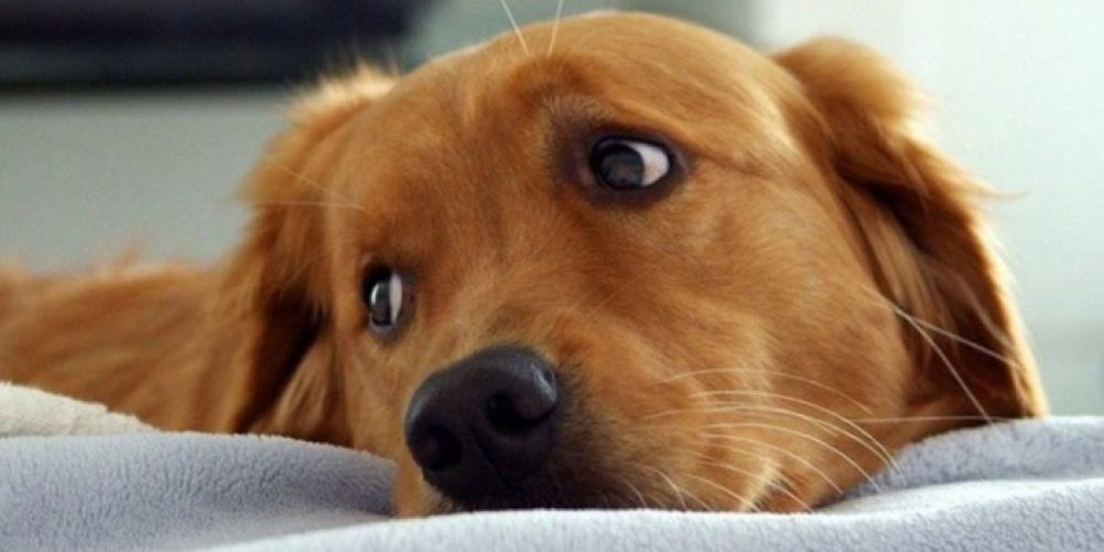 Επτά σκυλιά δηλητηριάστηκαν σε μια ημέρα από φόλες στο Κοντομαρί Χανίων