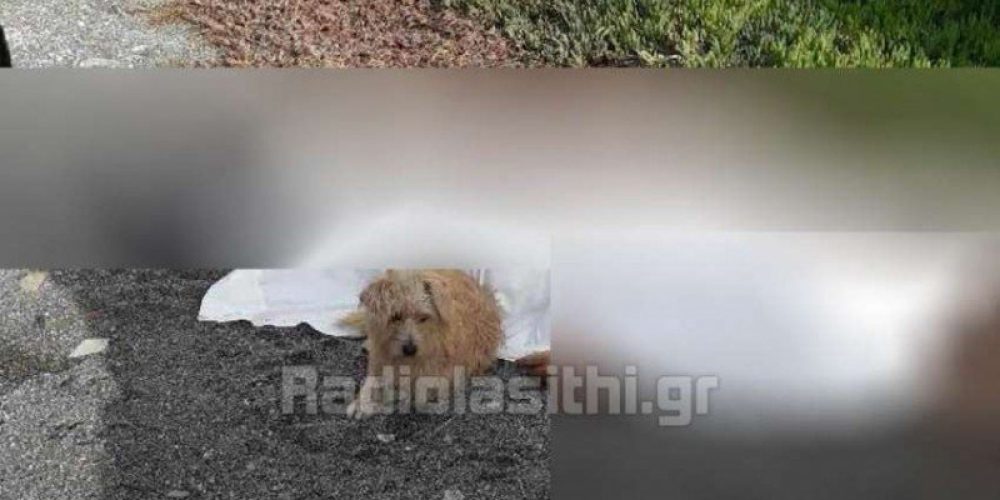 Κρήτη: Η συγκινητική εικόνα σκύλου που έμεινε δίπλα στο νεκρό αφεντικό του
