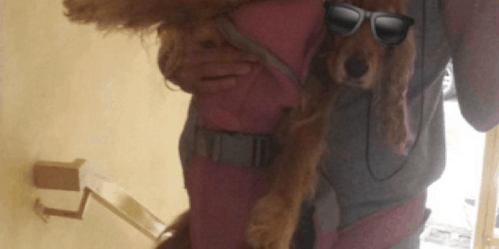Ο κρητικός ηθοποιός που βγάζει το σκυλάκι βόλτα με… μάρσιπο