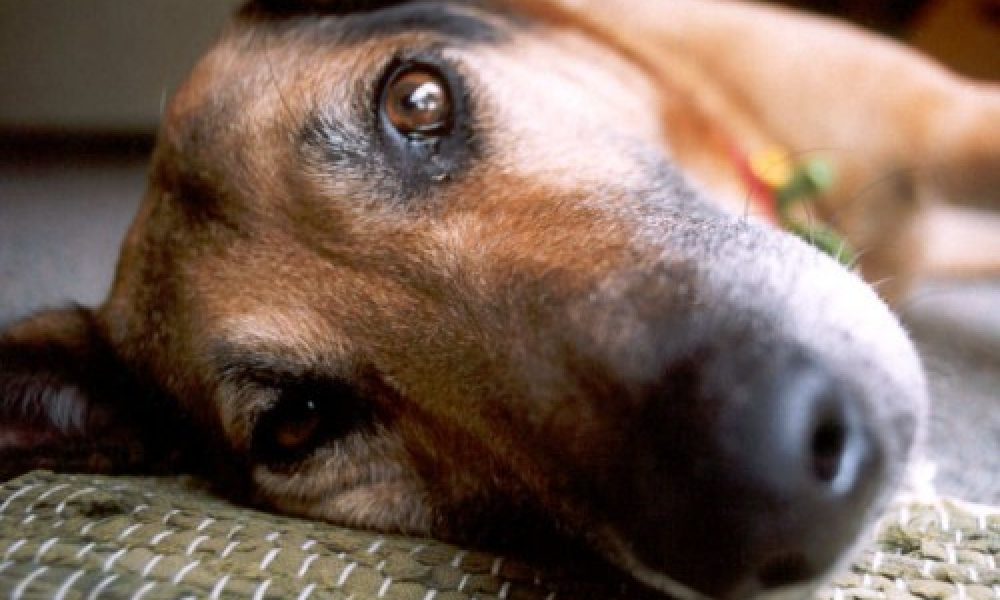 Χανιά: Κτηνοτρόφος «ντουφέκισε» σκυλιά στα Μυλωνιάνα