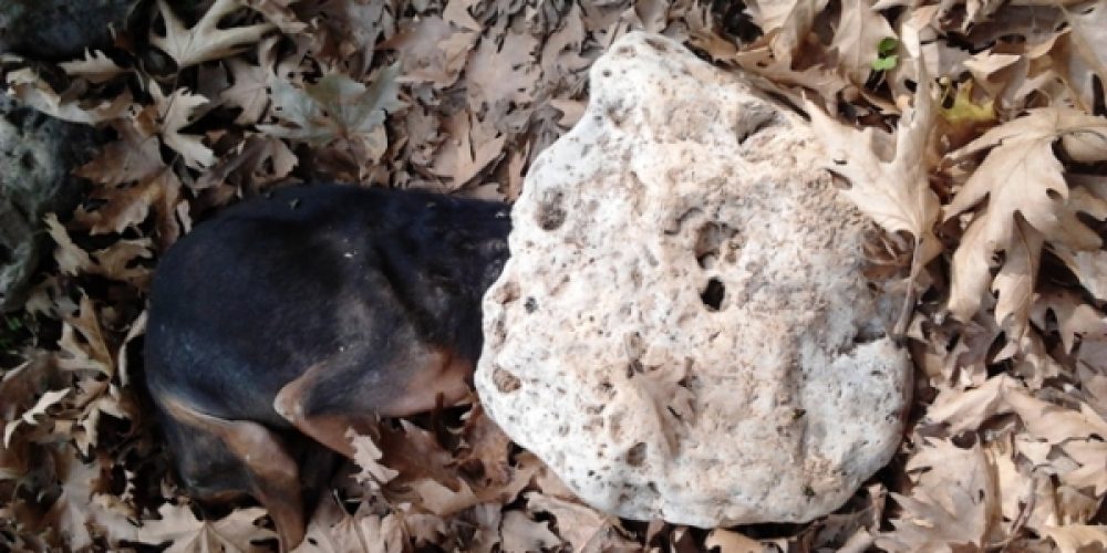 Χανιά: Φρίκη Υπάνθρωπος έλιωσε το κεφάλι σκυλιού με πέτρα  Σκληρές (photos)