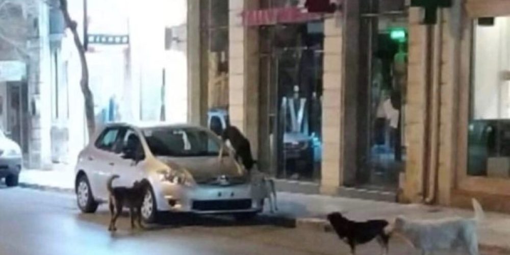 Του «έφαγαν» τα σκυλιά το αυτοκίνητο! Απίστευτο συμβάν στο κέντρο των Χανίων (Video)