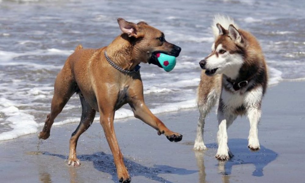Επιτρέπονται οι σκύλοι στις παραλίες; Δες εδώ
