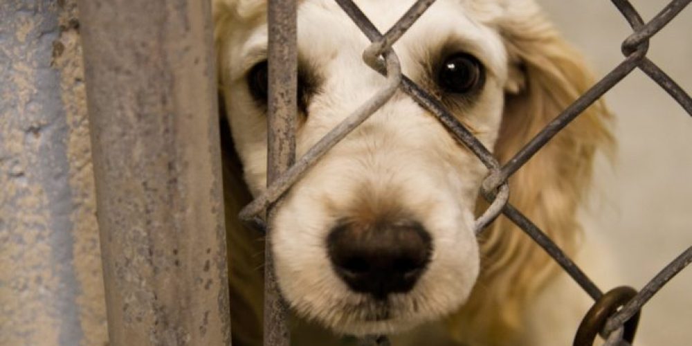 Χανιά: Καταδικάστηκαν δύο άτομα για κακοποίηση ζώων – Φυλάκιση και πρόστιμα