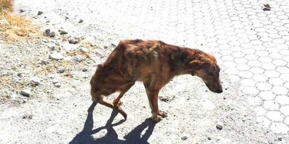 Κρήτη: Συγκλονιστικές εικόνες ενός κακοποιημένου σκύλου που βρήκε στο δρόμο και διέσωσε μια γυναίκα
