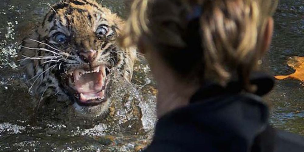 Κρήτη: Άφαντος ο… τίγρης!  Συνεχίζονται οι έρευνες της αστυνομίας