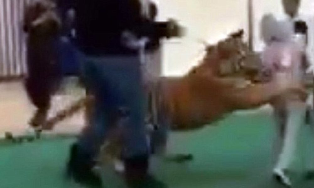 Βίντεο-σοκ: Τίγρης επιτίθεται σε μικρό κορίτσι μέσα σε εμπορικό κέντρο