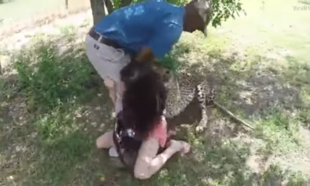 Τσιτάχ ορμάει σε τουρίστρια σε ζωολογικό πάρκο (βίντεο)