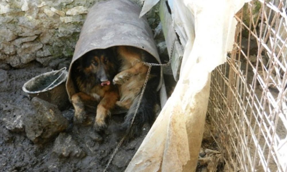 Εισαγγελική εντολή για αφαίρεση των ζώων του Xανιώτη παράνομου εκτροφέα