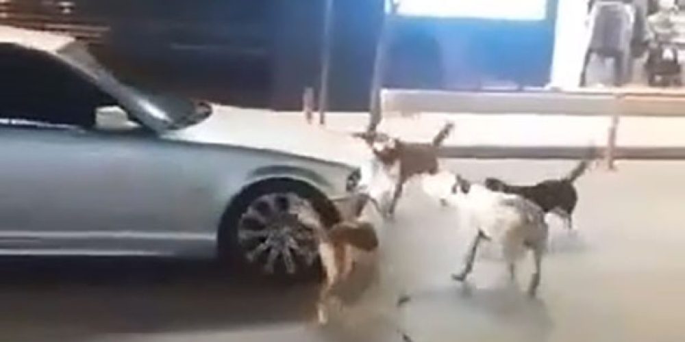 Αδέσποτα σκυλιά επιτίθενται σε αμάξια στο κέντρο των Χανίων