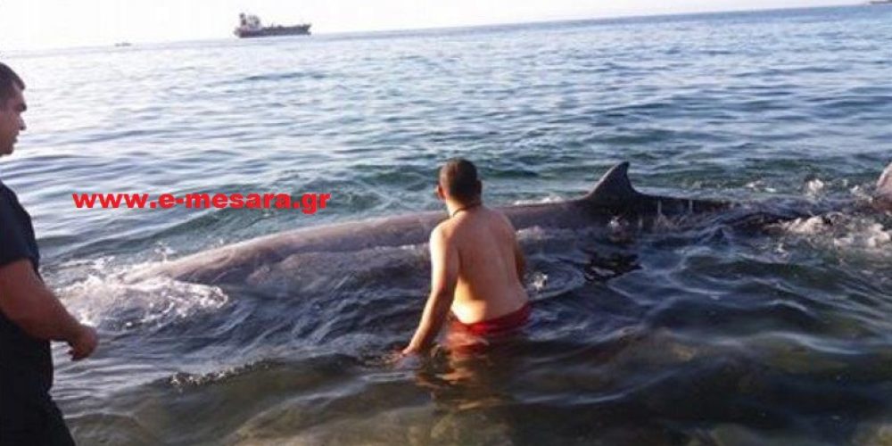 Φάλαινα βγήκε σε παραλία της Κρήτης – Επιχείρηση για τη διάσωσή της (φωτο)