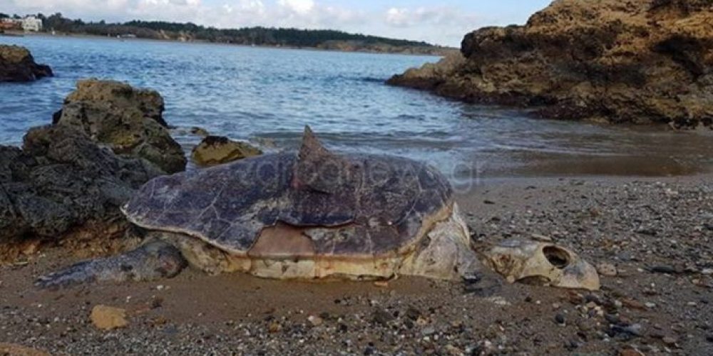 Μακάβριο εύρημα στα Χανιά… Τεράστια χελώνα νεκρή στην παραλία