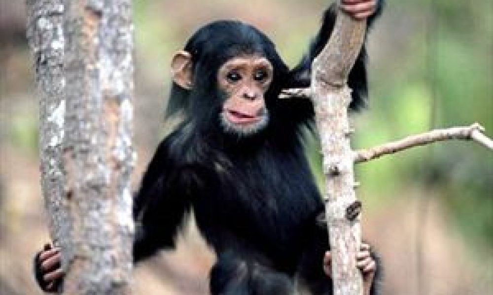 Και οι αρσενικοί χιμπατζήδες πεθαίνουν πριν τα θηλυκά