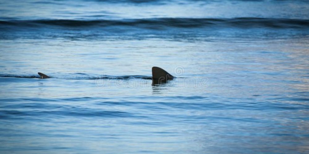 Κρήτη: Είδαν τον καρχαρία εκεί που κολυμπούσαν! (Video)