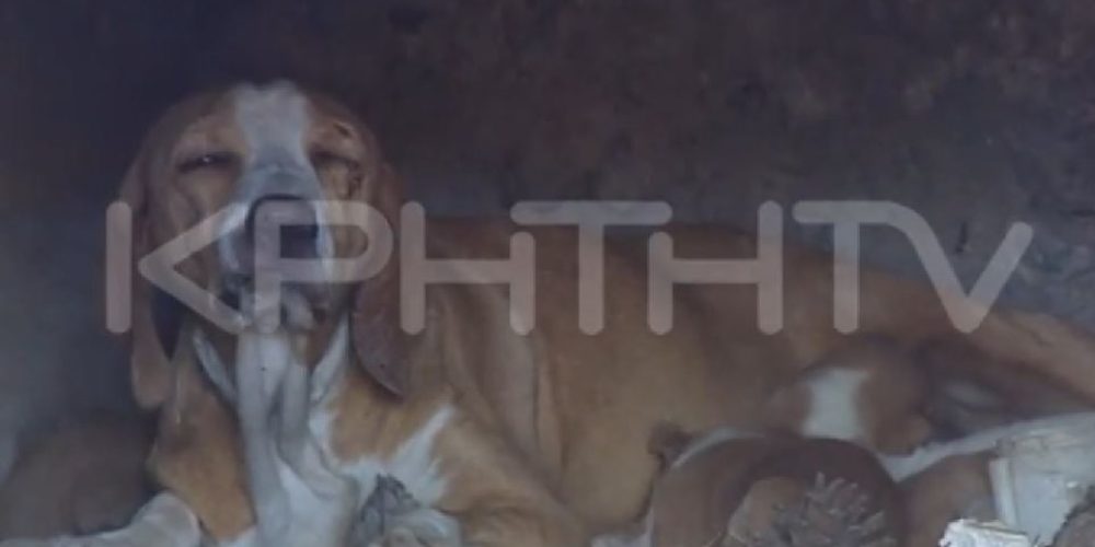 Κρήτη: Απίστευτη κτηνωδία Έκλεισαν σκυλίτσα με τα κουτάβια της σε φούρνο και έβαλαν φωτιά!